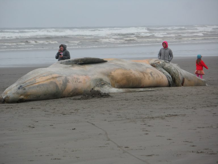 Balene arenate