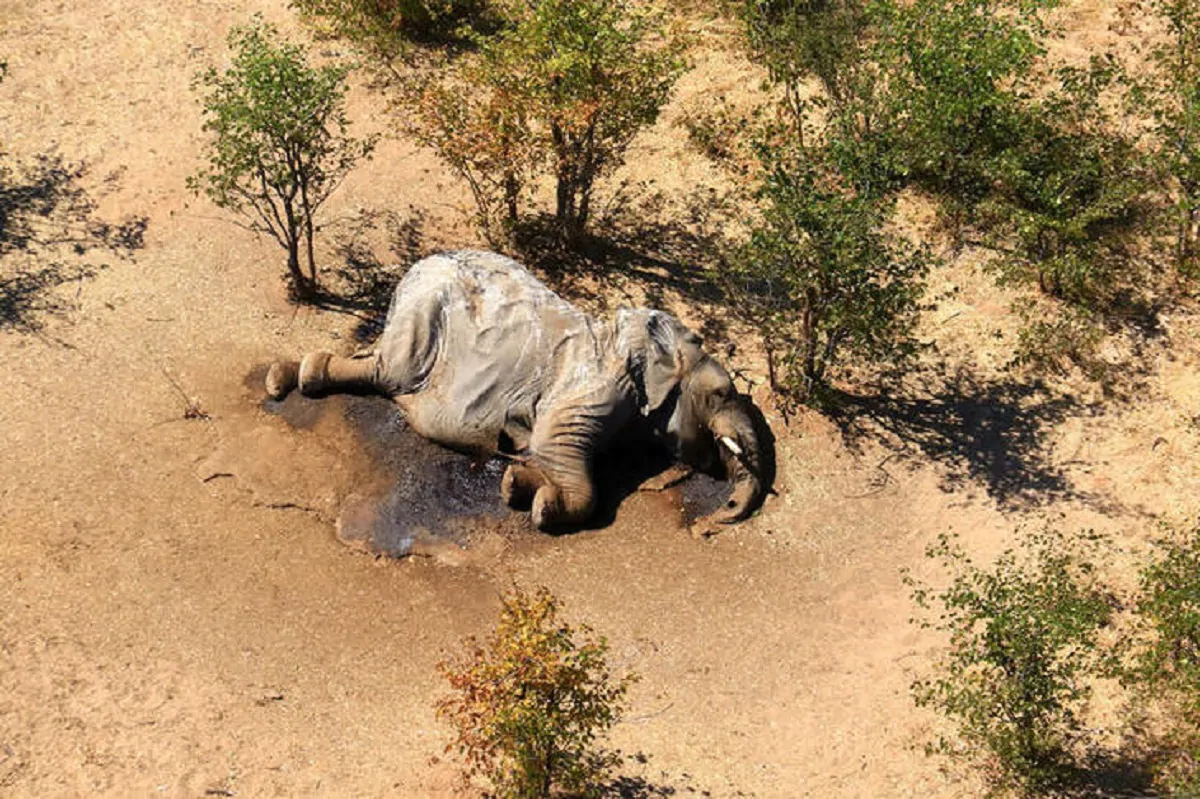 Scoperta la causa della morte degli elefanti in Botswana