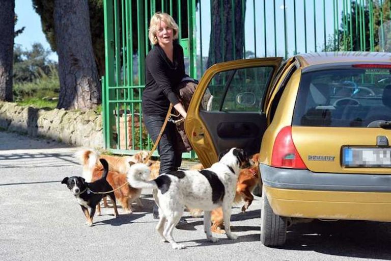 Flavia vento cani