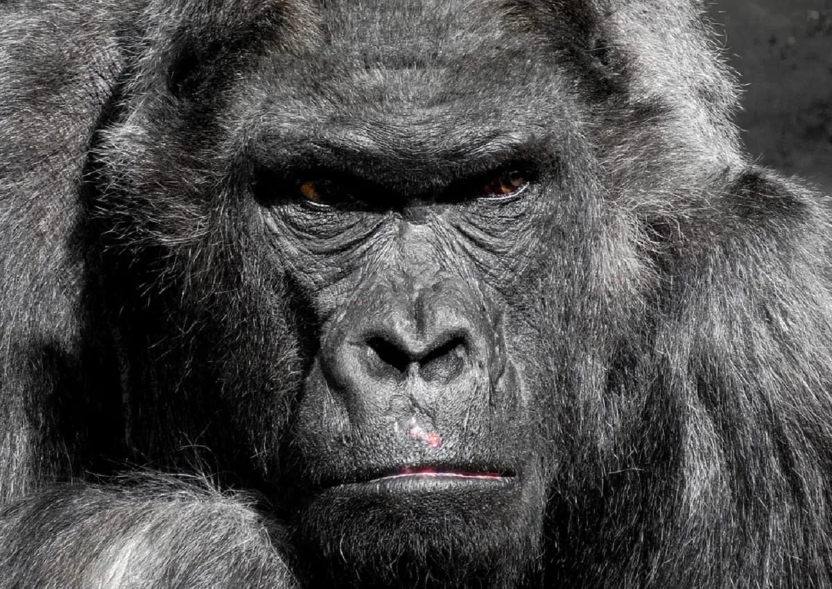 Madrid, gorilla aggredisce guardiana dello zoo e le spezza le braccia