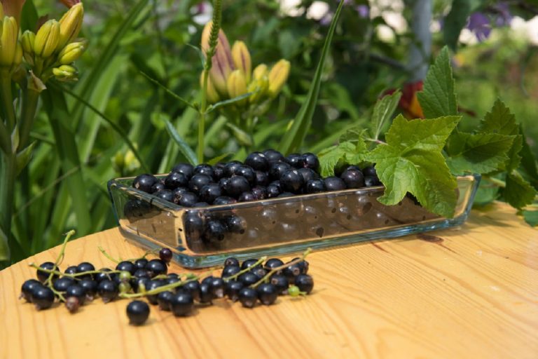 Il Ribes nigrum un alleato della salute dell’organismo