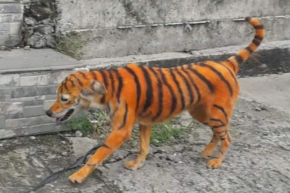 Maltrattamenti cane trasformato tigre