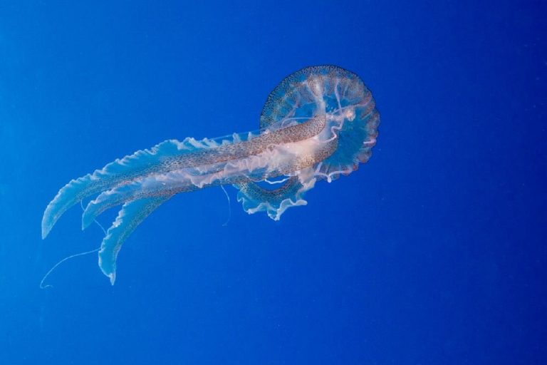 medusa