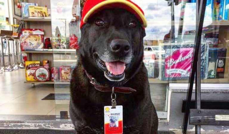 Il padrone è morto da 10 anni, il cane lo aspetta ancora in ospedale