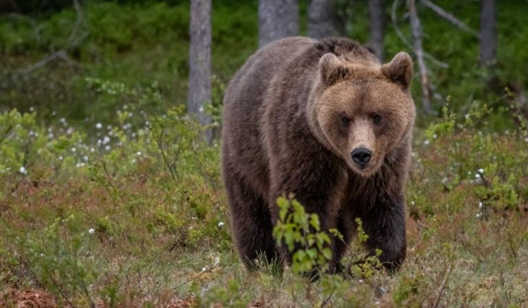 Catturato orso m49 Trentino