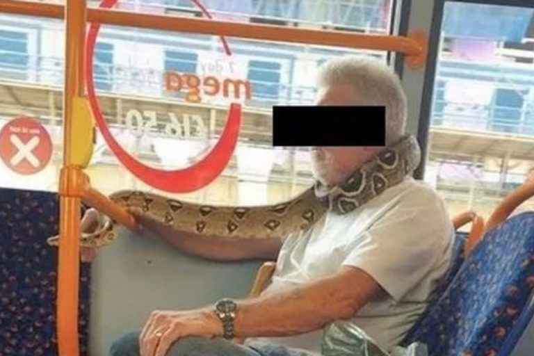 serpente autobus