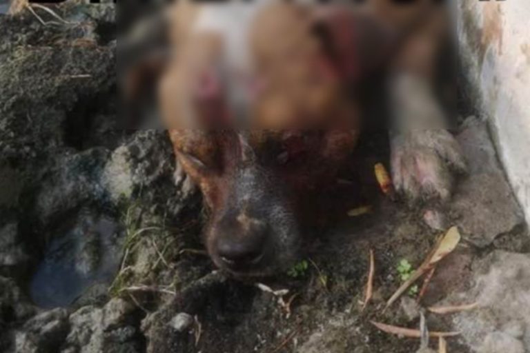 Uccidono un cane danno fuoco