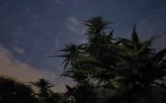 cannabis light CBD riconosciuto stupefacente