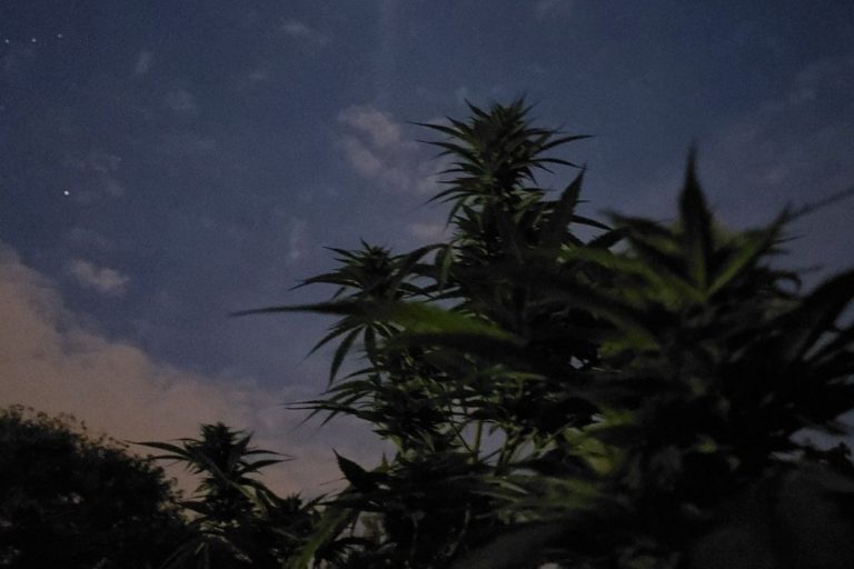 cannabis light CBD riconosciuto stupefacente