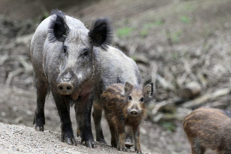 faniglia di cinghiali ripresa nella natura