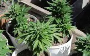 coltiva marijuana per figlio