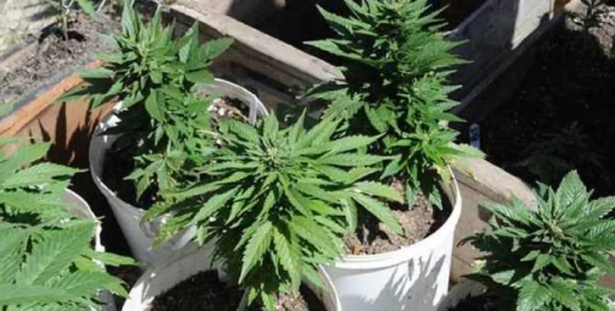 coltiva marijuana per figlio