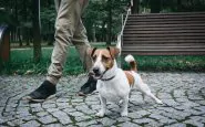 Uscite con il cane