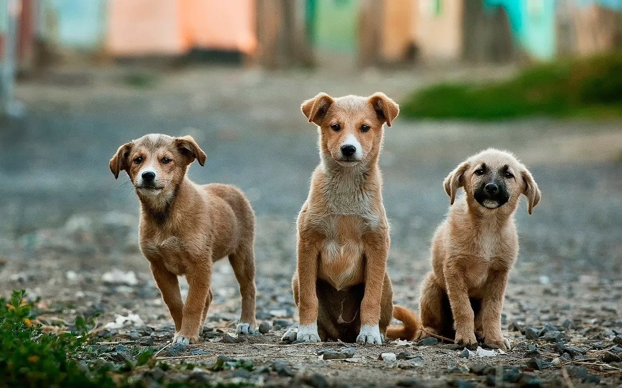 truffa cucciolo cane africa