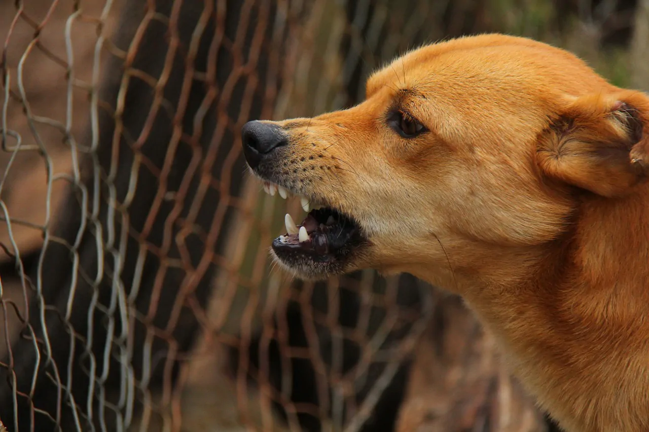 donna aggredita cani