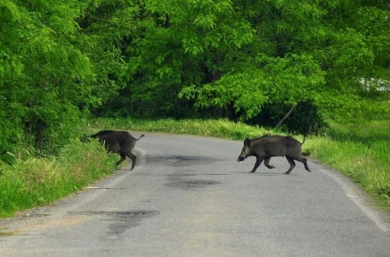 morta incidente cinghiale