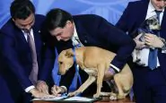 Brasile, se a firmare una legge è un cane