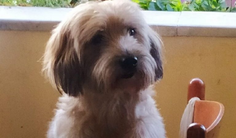 Operazione cane finanziata Fedez