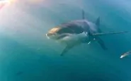 squalo attacca ragazzo