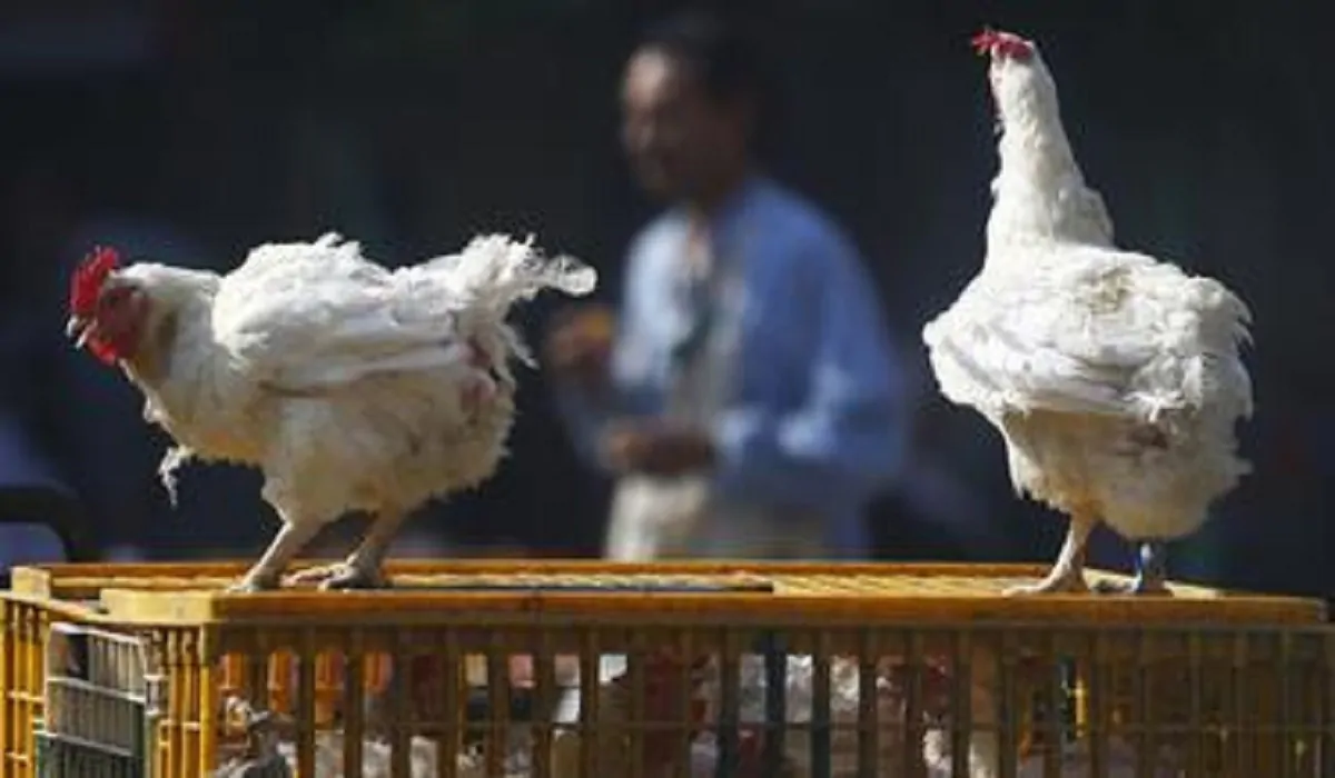 Europa: allarme influenza aviaria