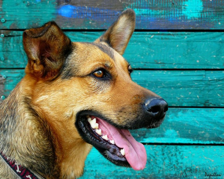 cane Stella, maltrattata e riportata in gabbia