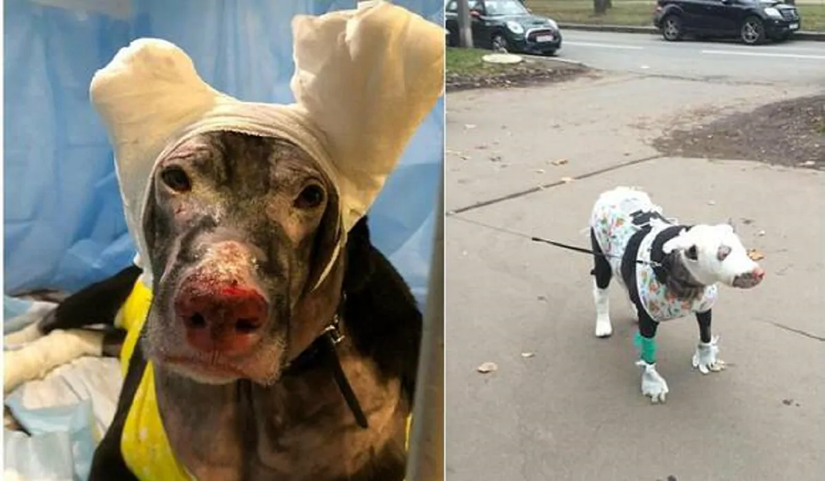 cane eroe salva 4 anziani da un incendio