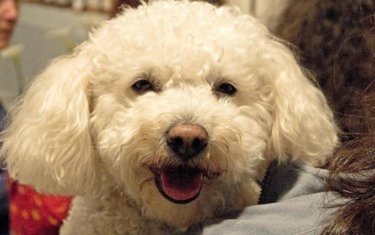 Cane positivo al coronavirus