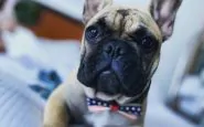 elezioni usa 2020, un cane è stato eletto sindaco