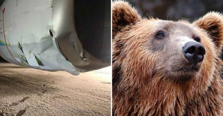 Alaska, mamma orsa uccisa da un aereo