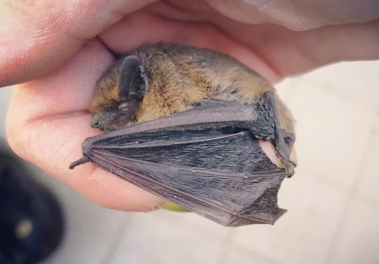 pipistrello 768x536