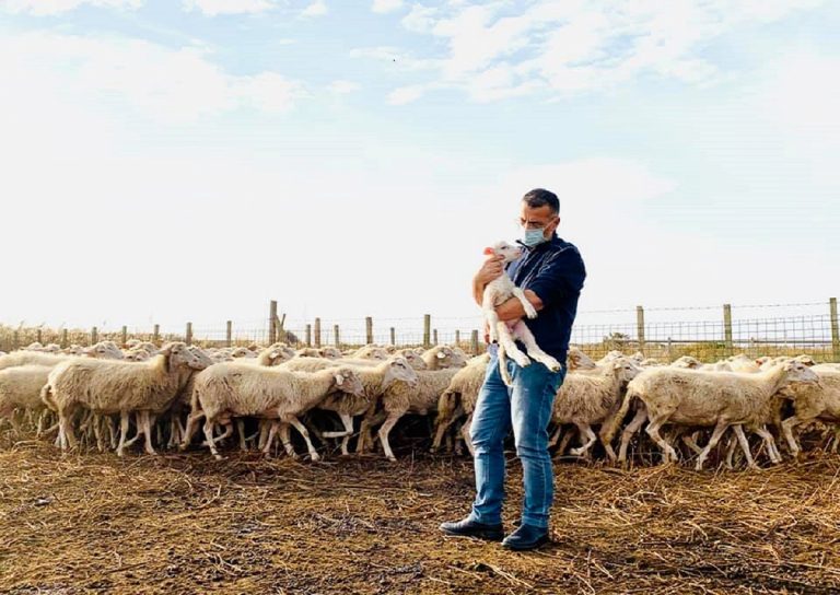 sindaco bada al gregge perchè il pastore positivo al covid
