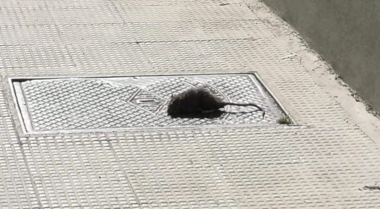 Topi