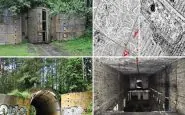 Templewo, in Polonia e la colonia di formiche nel bunker