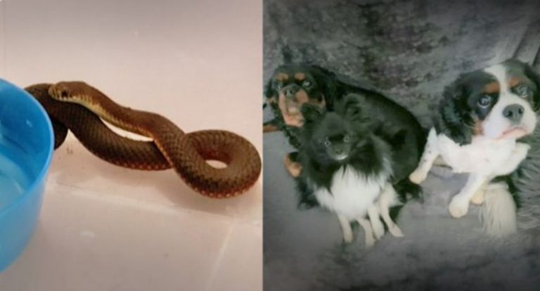Cani trovano serpente in giardino, bambina lo adotta