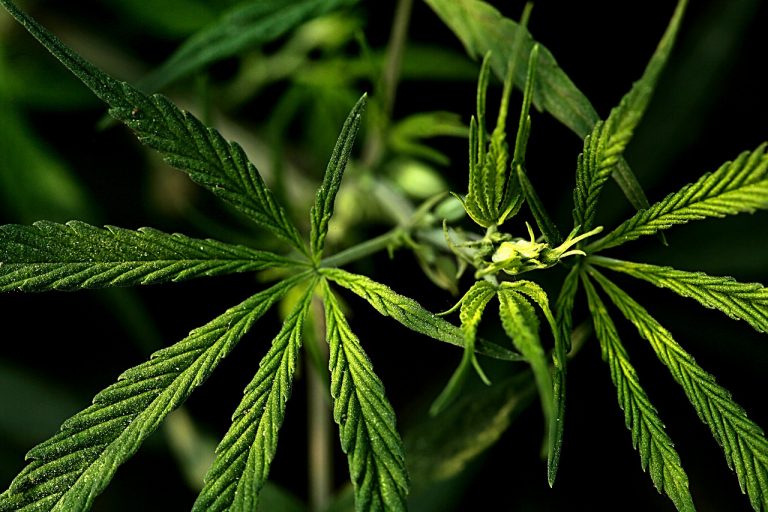 cannabis legale in italia, tutto quello che c'è da sapere
