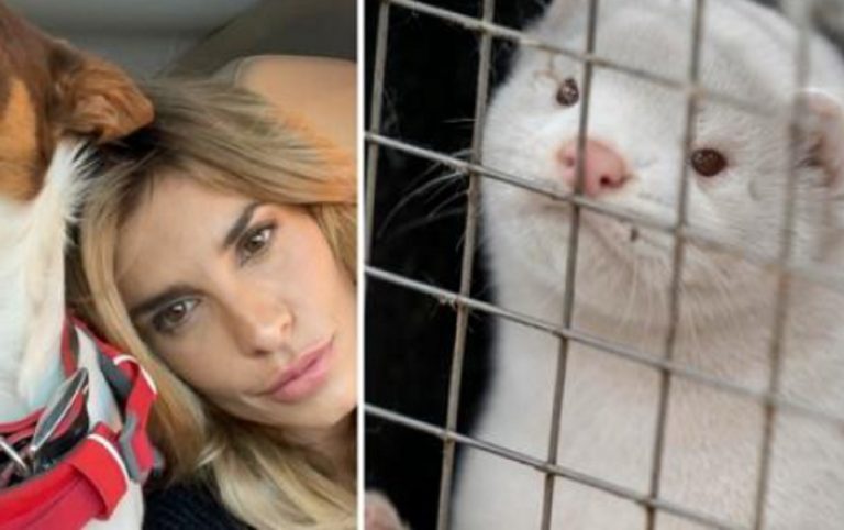 Elisabetta Canalis Conte allevamenti