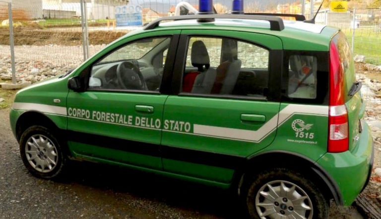 Forestale