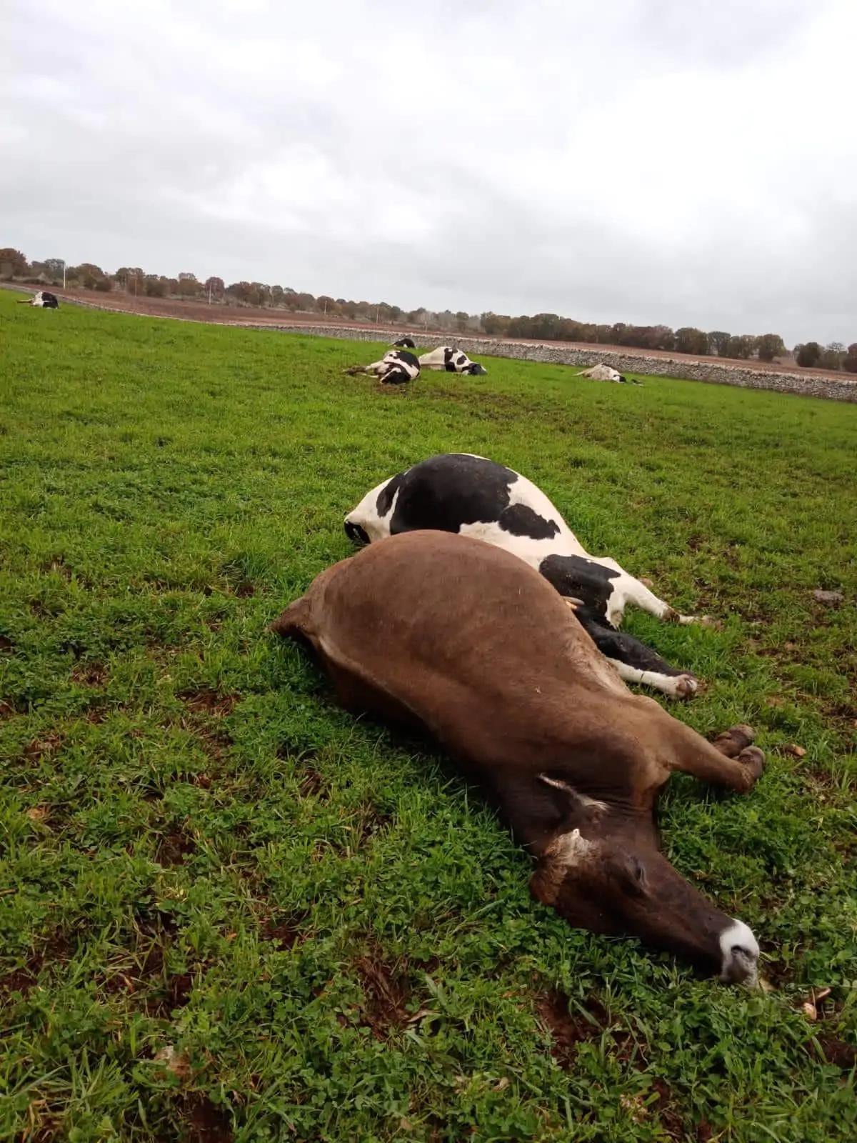 galatina mucche morte