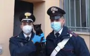 Gatto salvato dai carabinieri