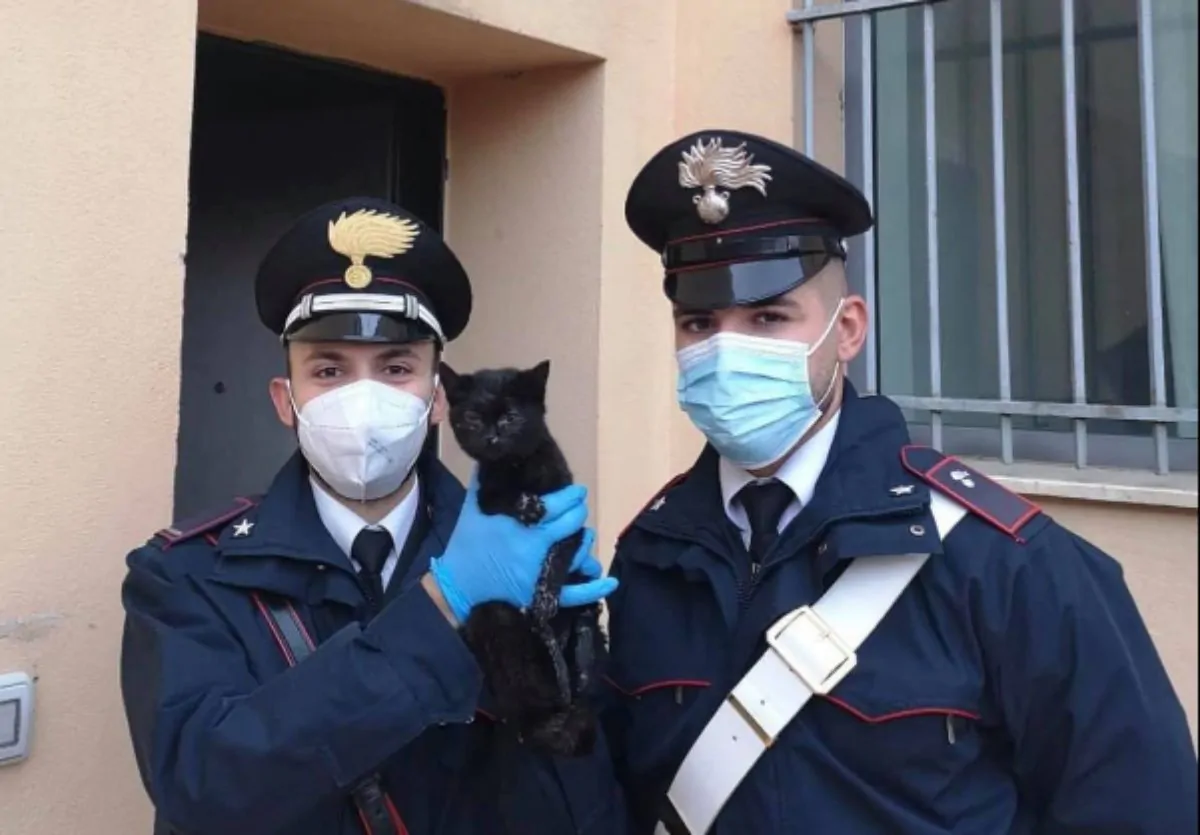 Gatto salvato dai carabinieri