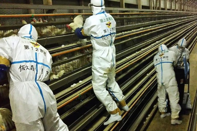 Giappone ondata influenza aviaria