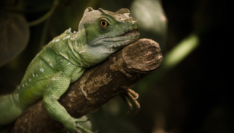 Iguana