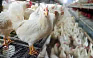 influenza aviaria cina