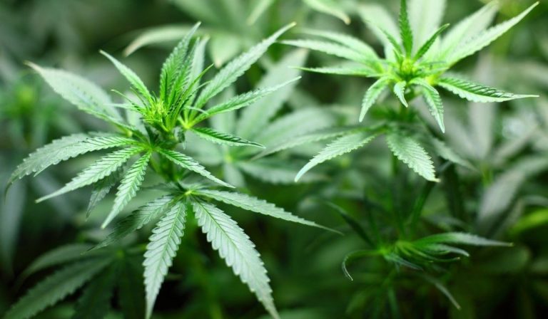 Onu riconosce Cannabis terapeutica