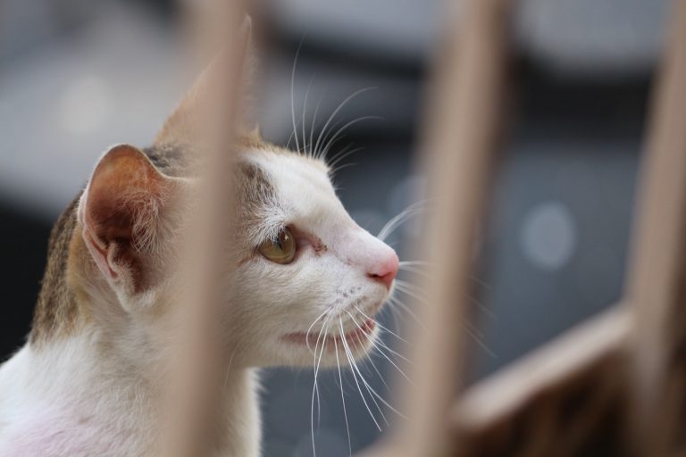 gatti allevamento di pelliccia