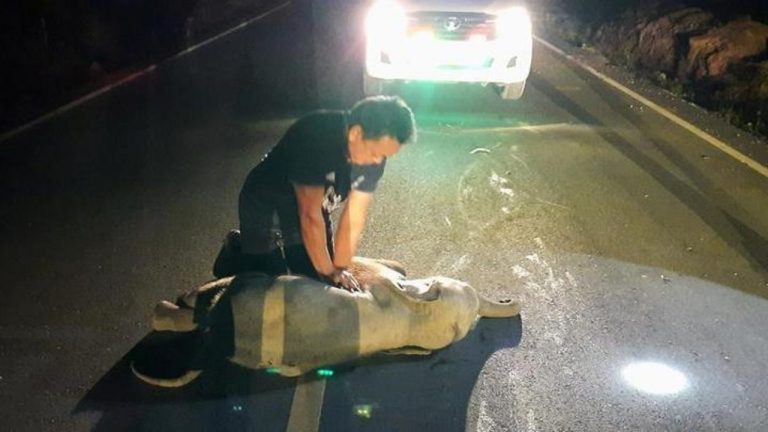 Piccolo elefante salvato in Thailandia