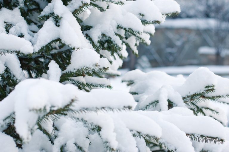 Fine dicembre: gelo e neve