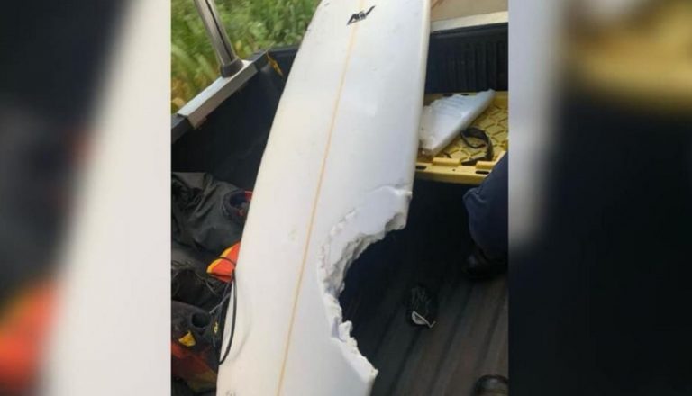 squalo uccide surfista alle hawaii