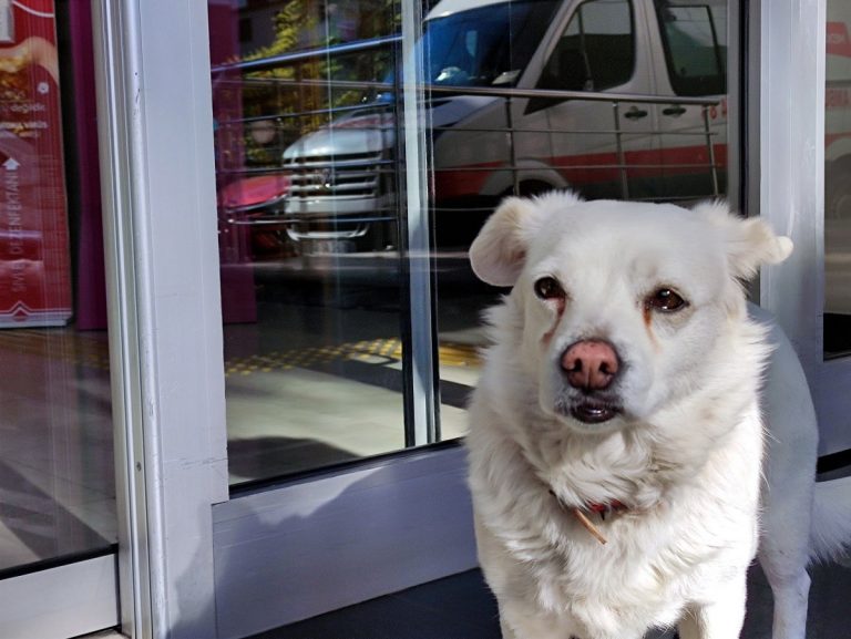 Ricoverano il padrone e il cane lo aspetta all'uscita dell'ospedale