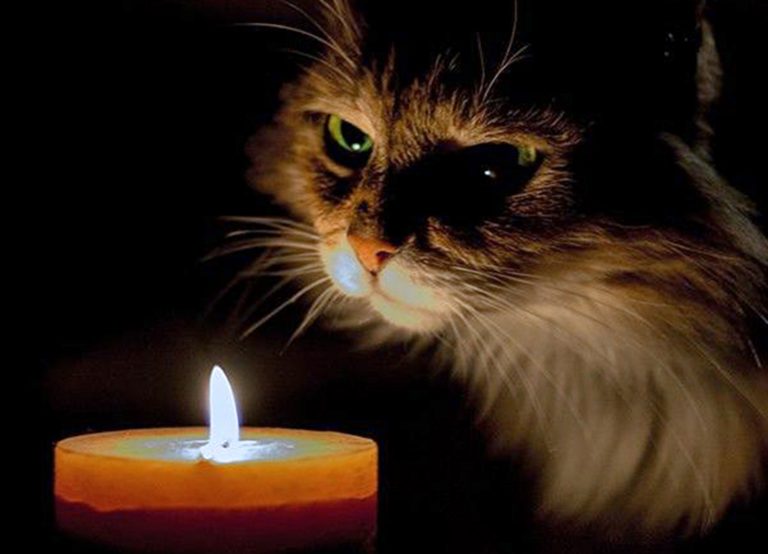 covid gatto 768x554